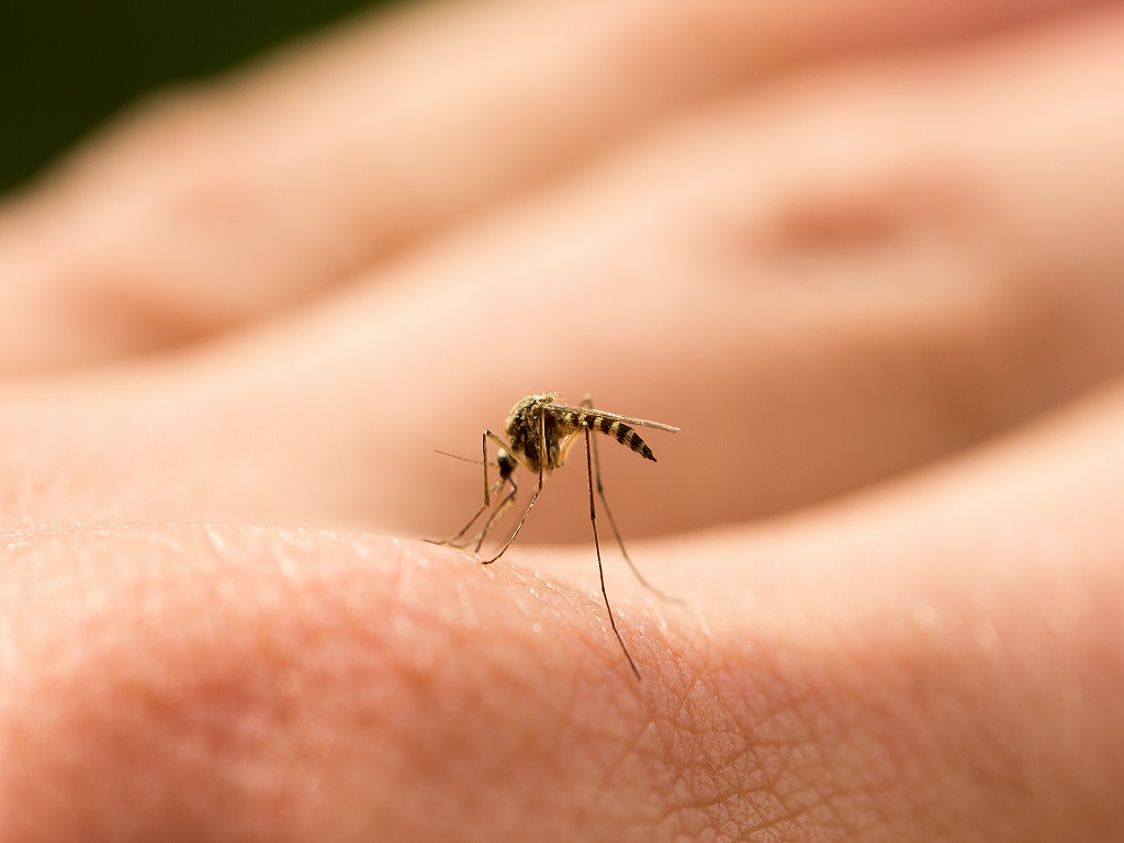 Dengue and Malaria Prevention: How can Schools and their Students Help?